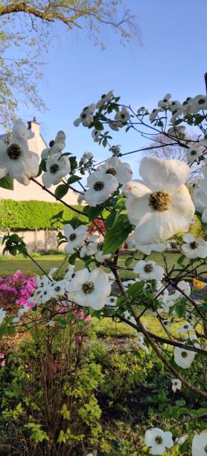 CORNUS 'EDDIE'S WHITE WONDER'