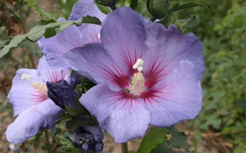 Hibiscus azurri