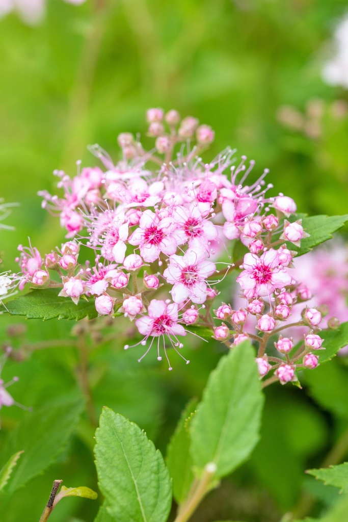 SPIRAEA JAPONICA 'LITTLE PRINCESS' (1)