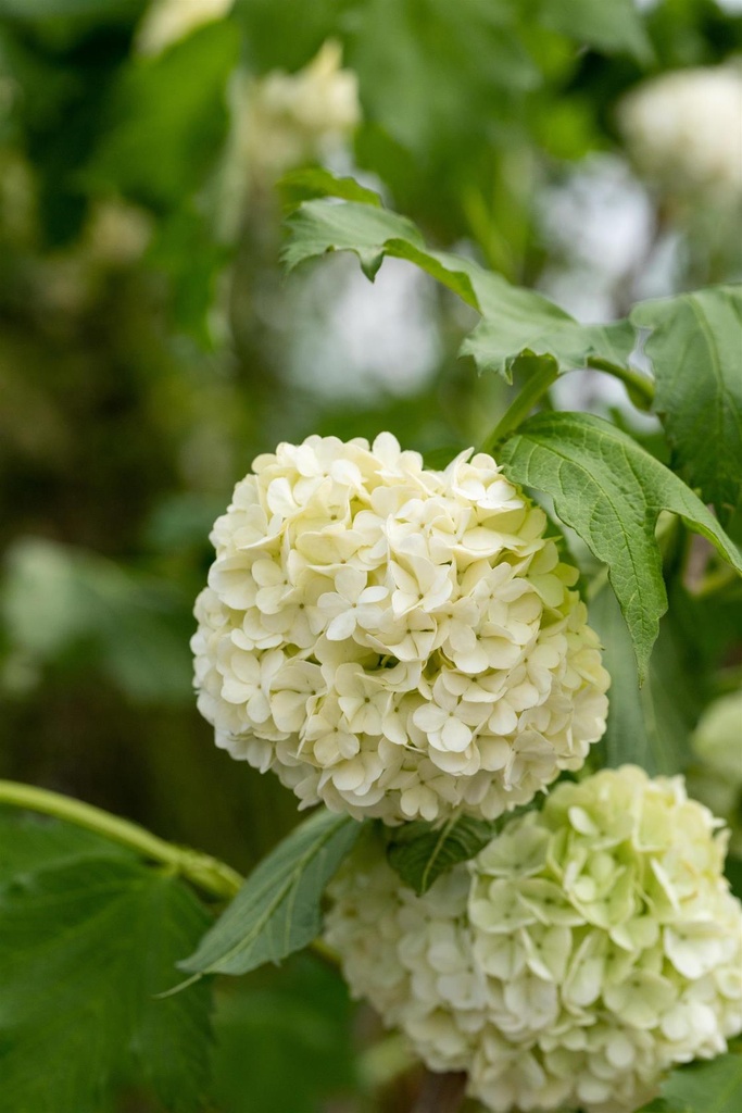 VIBURNUM OPULUS 'ROSEUM'