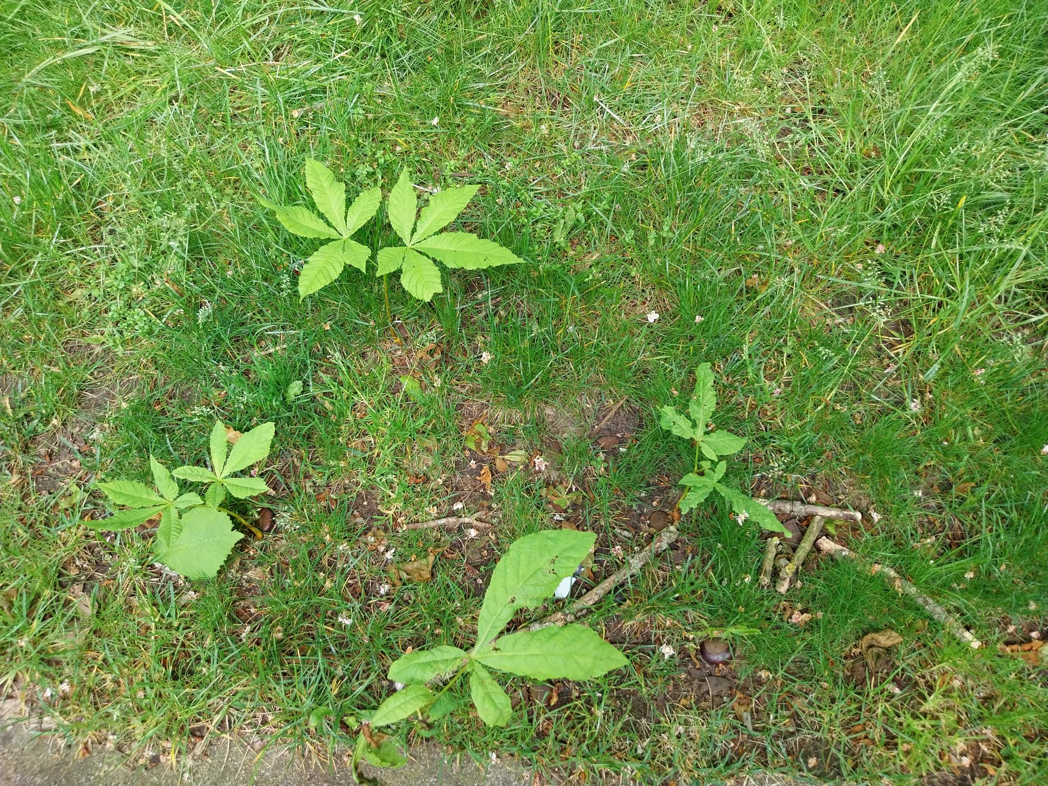 zaailing Aesculus