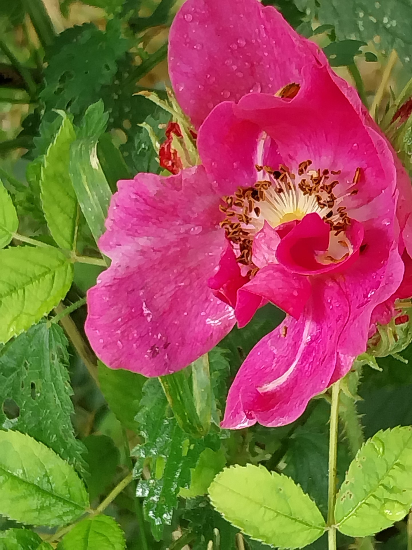 rosa-gallica