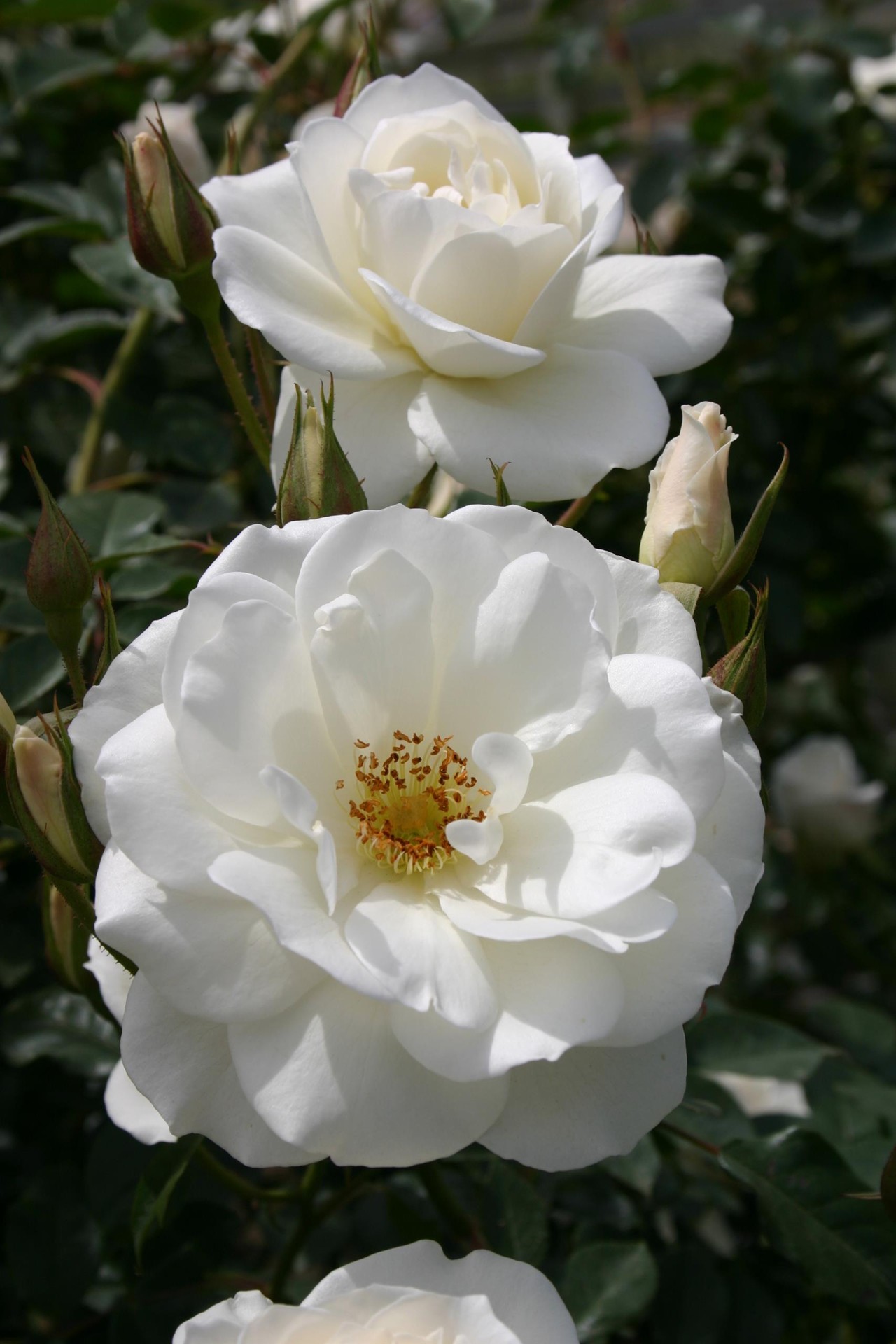 rosa-schneewittchen