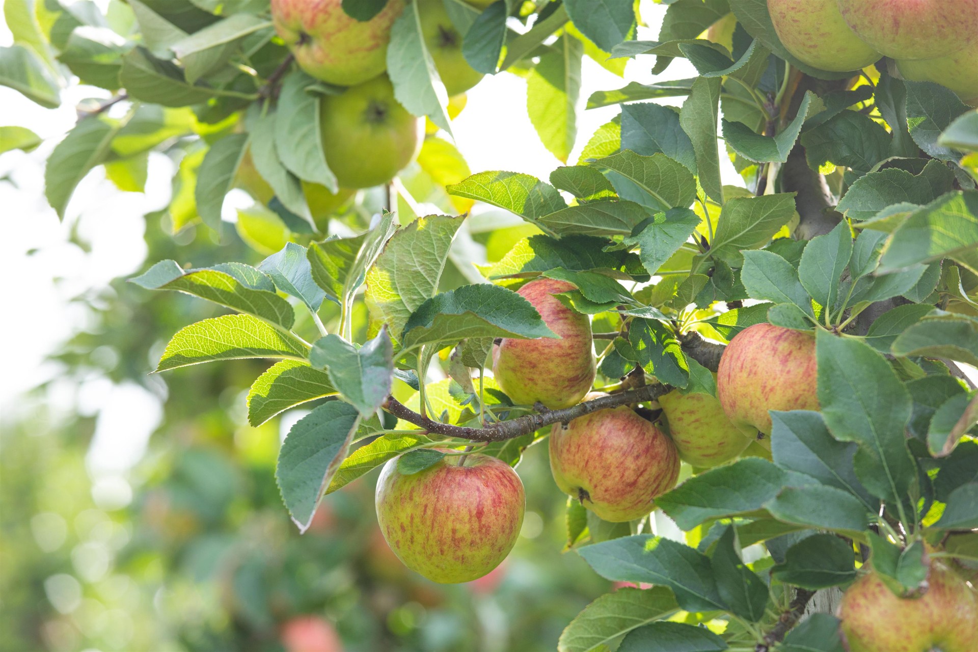 appelbomen (4)