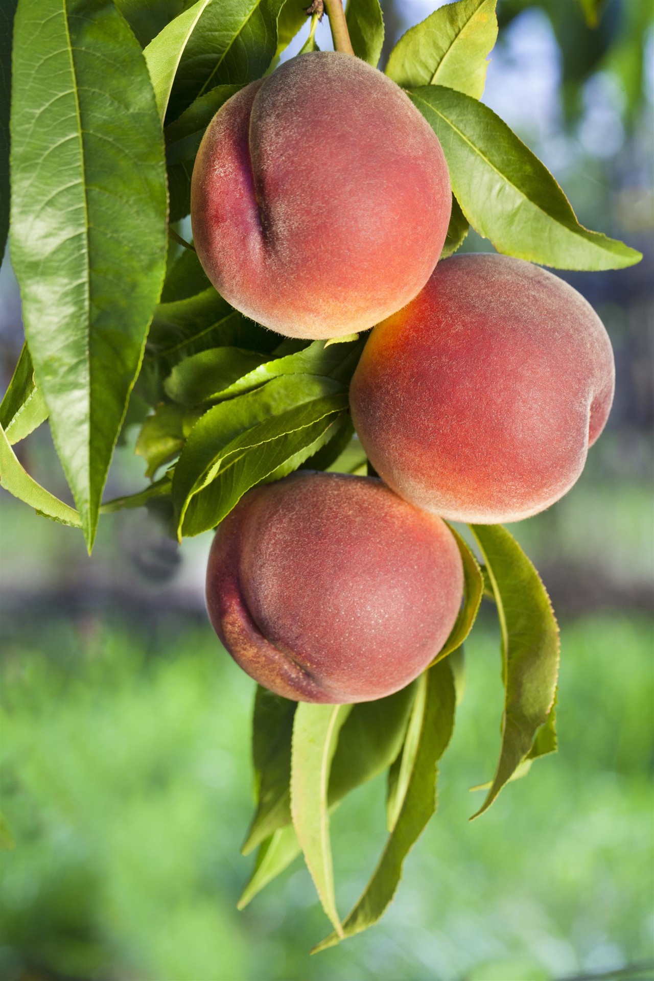 perzikbomen en nectarines (1)