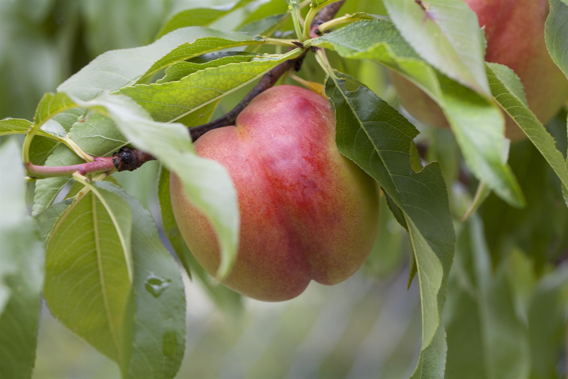 perzikbomen en nectarines (3)